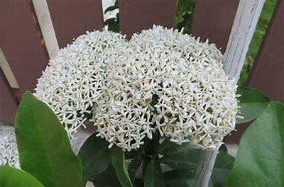 AFARTIOBINA Trothic Ixora/Chethi Plant(Hybrid, Pack of 1)