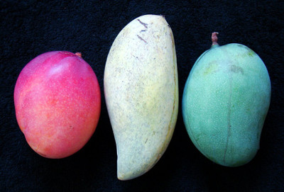 MAITRA AND SONS Mango Plant(Hybrid, Pack of 1)