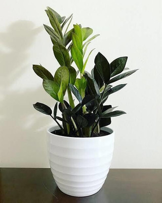 Cloud Farm ZZ Plant(Hybrid, Pack of 1)