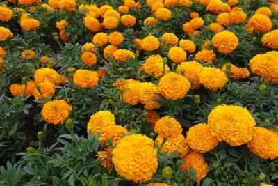 KISHORI CREATIONS marigold/gende ka phool flower seeds Seed(50 per packet)