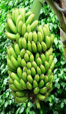 YourPlant Banana Plant(Hybrid, Pack of 1)