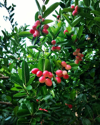 PB EVERGREEN ZZ Plant(Hybrid, Pack of 1)