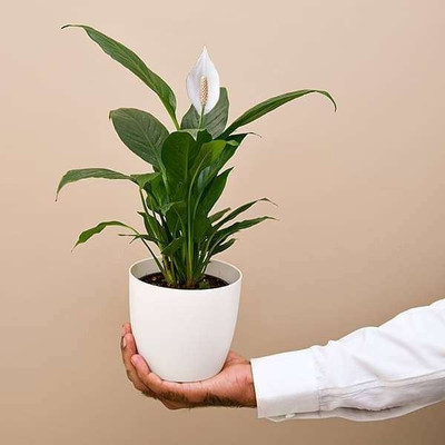 Bakuchi Peace Lily Plant(Hybrid, Pack of 1)