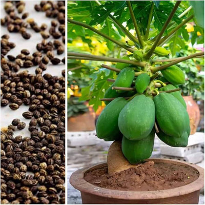 MAMONI TRADERS Thai Papaya Seeds Hybrid Variety Dwarf Fruit Seed(50 per packet)