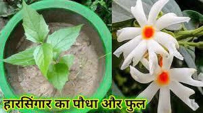 MAITRA AND SONS Parijat/Harsingar Plant(Hybrid, Pack of 1)