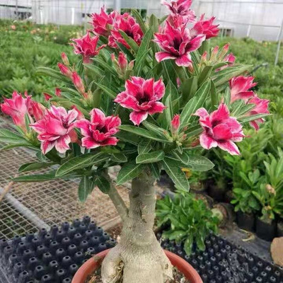greenhousestore Adenium Plant(Hybrid, Pack of 1)