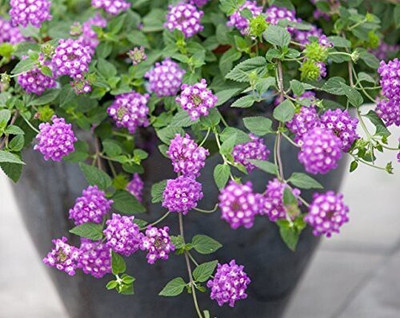 Tigress Lantana/Raimuniya Plant(Hybrid, Pack of 1)