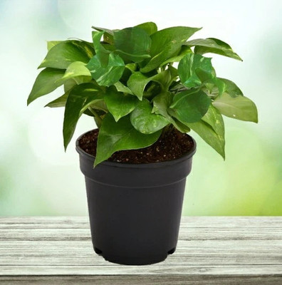 Aquinnah Money Plant(Hybrid, Pack of 1)