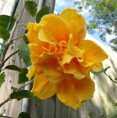 the green dotcom Hibiscus Plant(Hybrid, Pack of 1)