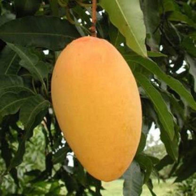 SHREYAGREEN Mango Plant(Hybrid, Pack of 1)