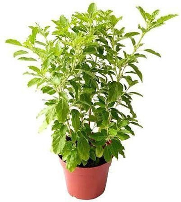 rimi Tulsi Plant(Hybrid, Pack of 1)