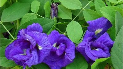 Bakuchi Aparajita/ Butterfly Pea Plant(Hybrid, Pack of 1)