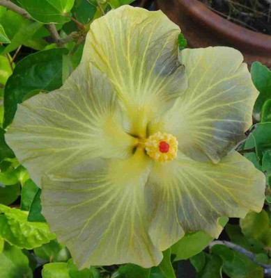 BHUSAN Hibiscus Plant(Hybrid, Pack of 1)