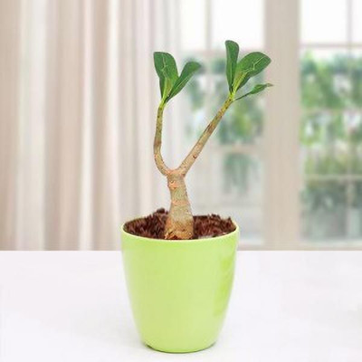 Bakuchi Adenium Plant(Hybrid, Pack of 1)