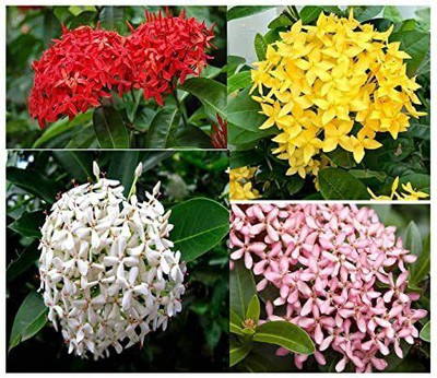 Oxygreenplant Trothic Ixora/Chethi Plant(Hybrid, Pack of 1)