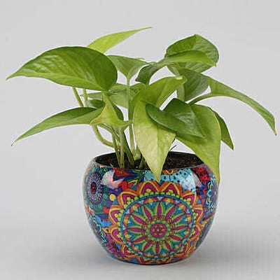 greenhousestore Money Plant(Hybrid, Pack of 1)