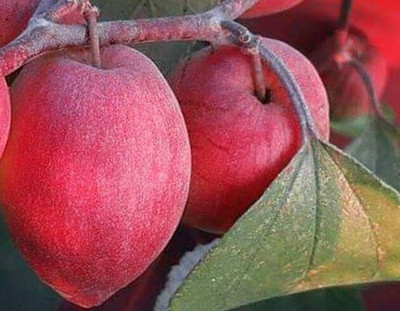 Yashiv Ber Apple Plant(Hybrid, Pack of 1)