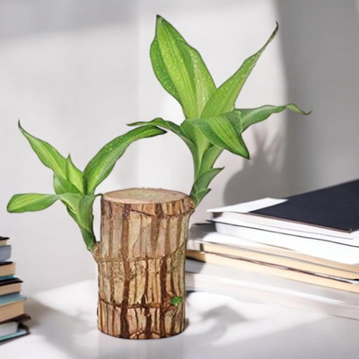 Platone Mini Brazalian wood(Hybrid, Pack of 1)