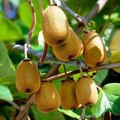 Cloud Farm Kiwi Plant(Hybrid, Pack of 1)