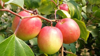 Aquinnah Ber Apple Plant(Hybrid, Pack of 1)