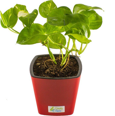KUNUBON Money Plant(Hybrid, Pack of 1)
