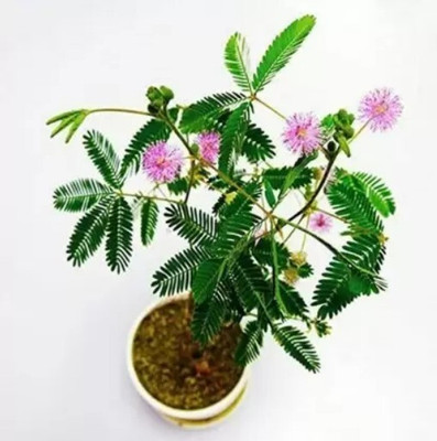 greenhousestore Shami/Jand Plant(Hybrid, Pack of 1)