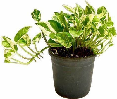 Oxygreenplant Money Plant(Hybrid, Pack of 1)