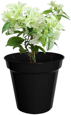 Bakuchi Baugainvillea Plant(Hybrid, Pack of 1)