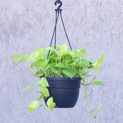 AloGardening Money Plant(Hybrid, Pack of 1)