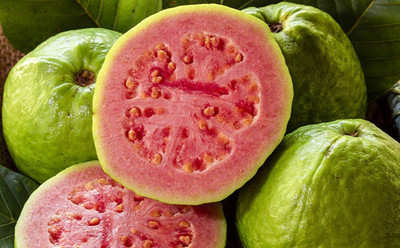 Agacha Guava Plant(Hybrid, Pack of 1)