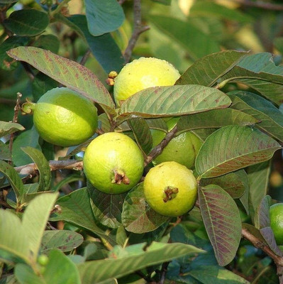 AFARTIOBINA Guava Plant(Hybrid, Pack of 1)