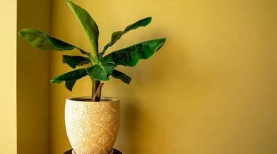 YourPlant Areca Palm(Hybrid, Pack of 1)