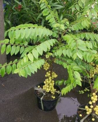 MAITRA AND SONS Amla Plant(Hybrid, Pack of 1)