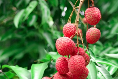 Agacha Litchi Plant(Hybrid, Pack of 1)