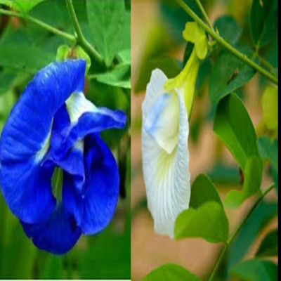 Bakuchi Aparajita/ Butterfly Pea Plant(Hybrid, Pack of 1)