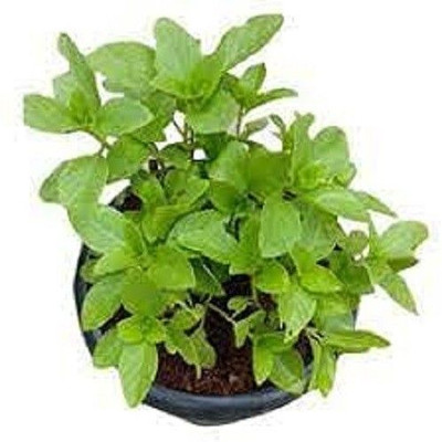 Bakuchi Tulsi Plant(Hybrid, Pack of 1)