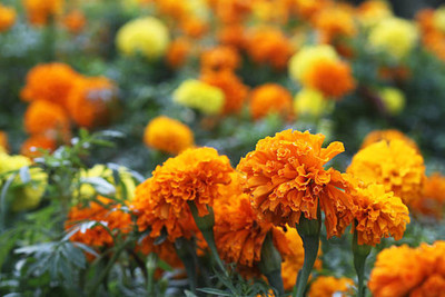 Seedshub marigold/gende ka phool flower seeds Seed(50 per packet)