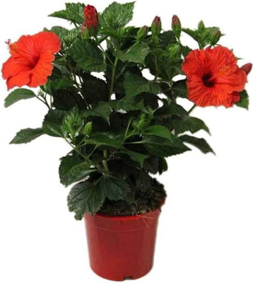 rimi Hibiscus Plant(Hybrid, Pack of 1)