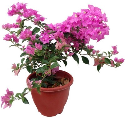 MAITRA AND SONS Baugainvillea Plant(Hybrid, Pack of 1)