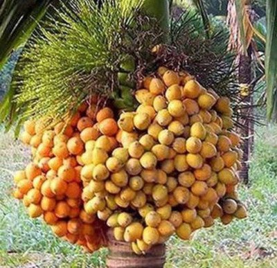greenhousestore Betel Nut/Supari Plant(Hybrid, Pack of 1)