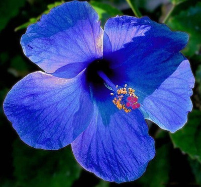 Ayushgreenplant Hibiscus Plant(Hybrid, Pack of 1)