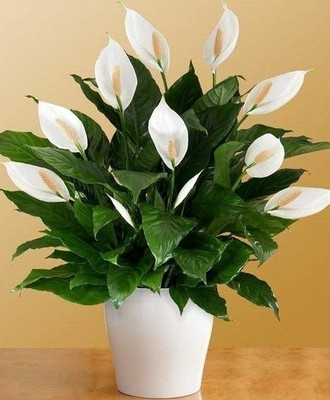 Cloud Farm Peace Lily Plant(Hybrid, Pack of 1)