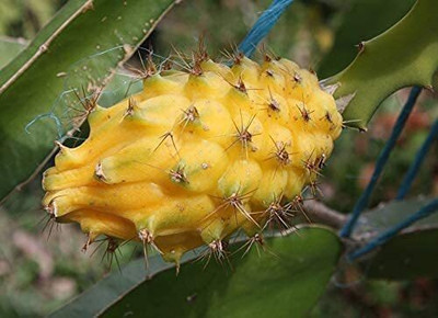 rimi Dragon Tree(Hybrid, Pack of 1)