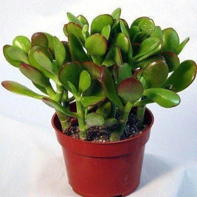 Cloud Farm Jade Plant(Hybrid, Pack of 1)