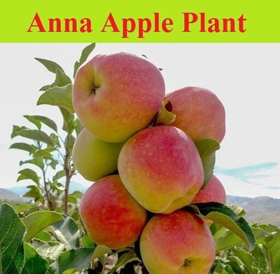 Bakuchi Apple Plant(Hybrid, Pack of 1)