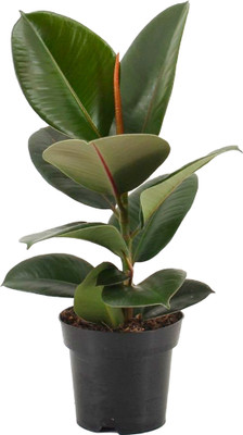 InGreen Rubber Tree(Hybrid, Pack of 1)