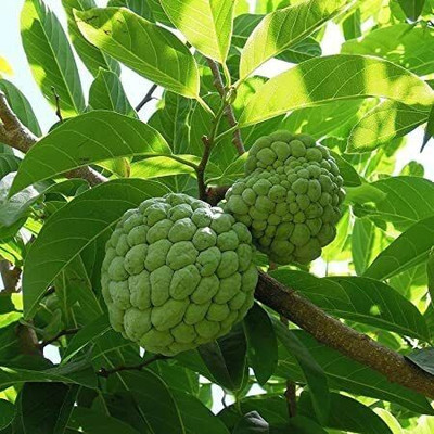 Bakuchi Custard Apple Plant(Hybrid, Pack of 1)