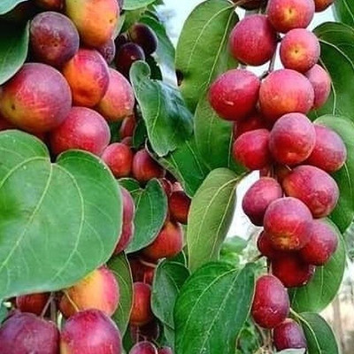 Heaven Of Saplings Ber Apple Plant(Hybrid, Pack of 1)