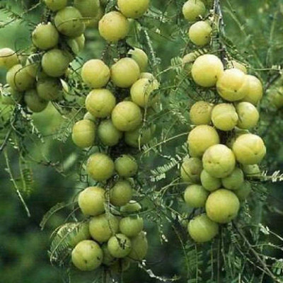 rimi Amla Plant(Hybrid, Pack of 1)
