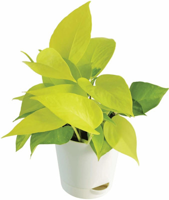 Bakuchi Money Plant(Hybrid, Pack of 1)
